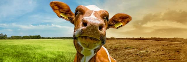 Sostenibilidad en el mundo agropecuario (ganadería y medio ambiente)