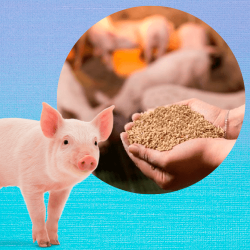 Experta nos explica cómo es la nutrición de lechones