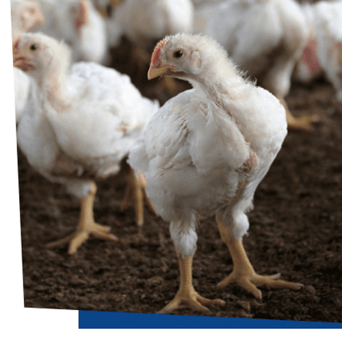 Control de la pododermatitis en aves de corral