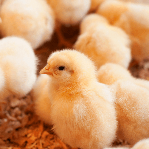 Sistemas de calefacción y su influencia sobre la temperatura de la cama