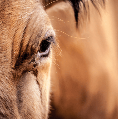 Cromo: el ajuste final de la dieta