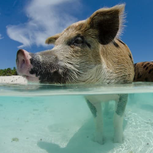 Manejo de la dieta para evitar el estrés calórico en cerdos
