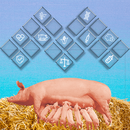 Manejo y Bienestar del lechón lactante