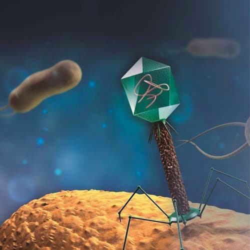 Los Fagos como herramienta de lucha contra enfermedades