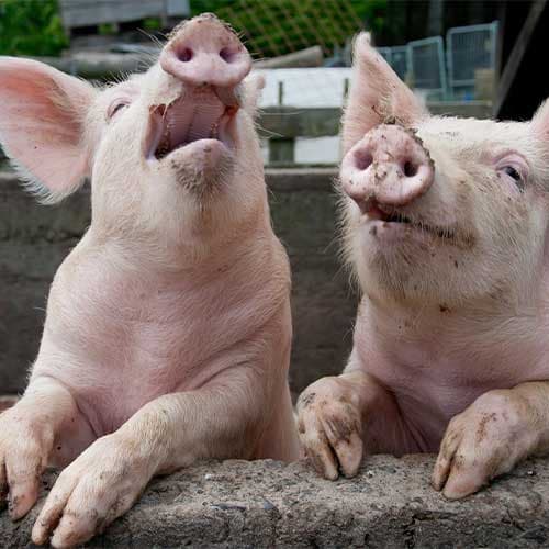 Estrategias de manejo y alimentación para obtener mejoras en cerdos de engorde