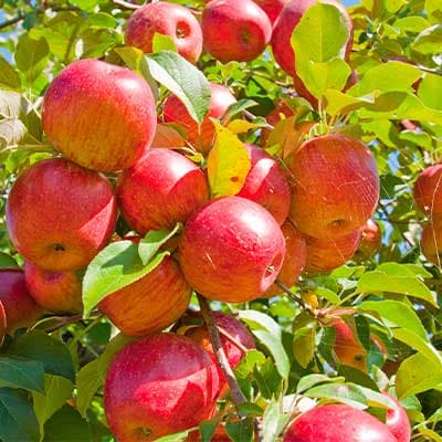 Ficha de materia prima: Pulpa de manzana