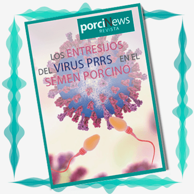 Los entresijos del virus PRRS en el semen porcino