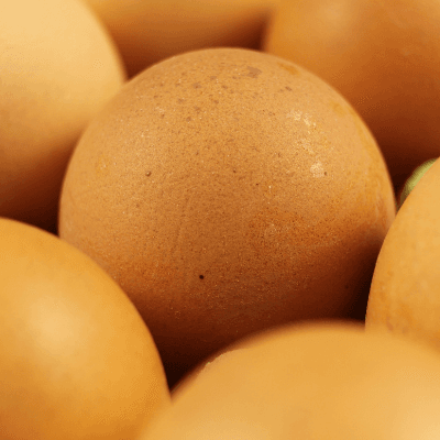 Puntos críticos en la nutrición de gallinas ponedoras
