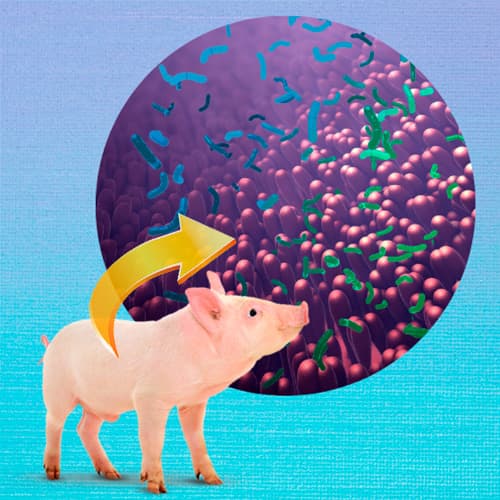 Microbiota e integridad intestinal del lechón