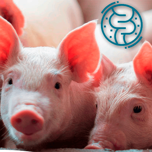 Concientización sobre el uso de antimicrobianos, con David Solá-Oriol