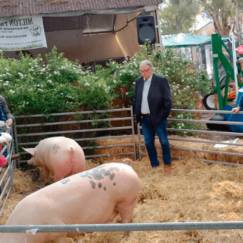 Uruguay con proyecciones a una porcicultura de alta calidad