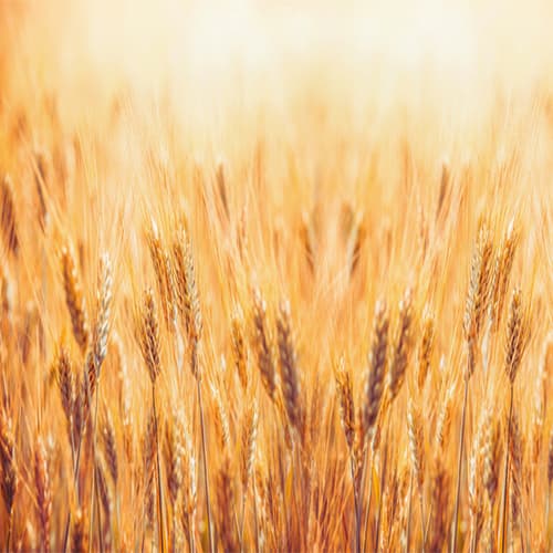 Utilización de trigo entero en pollo de carne: ventajas e inconvenientes