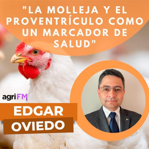 Dr. Edgar Oviedo: ¿Cómo la molleja y el proventrículo pueden ser un marcador de salud en avicultura?