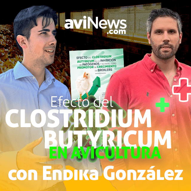 Efecto de CLOSTRIDIUM BUTYRICUM en la producción de BROILERS