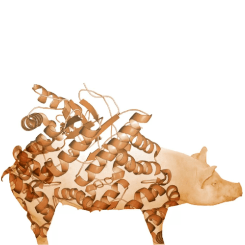 Suplementación con xilanasa/glucanasa en cerdas en lactación