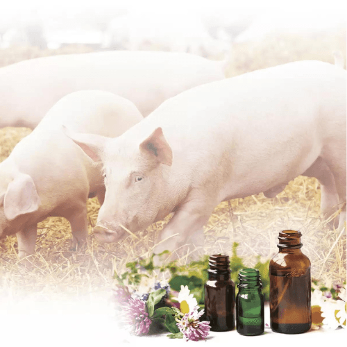 Y frente a la Brachyspira hyodysenteriae … LACTIGUARD HE