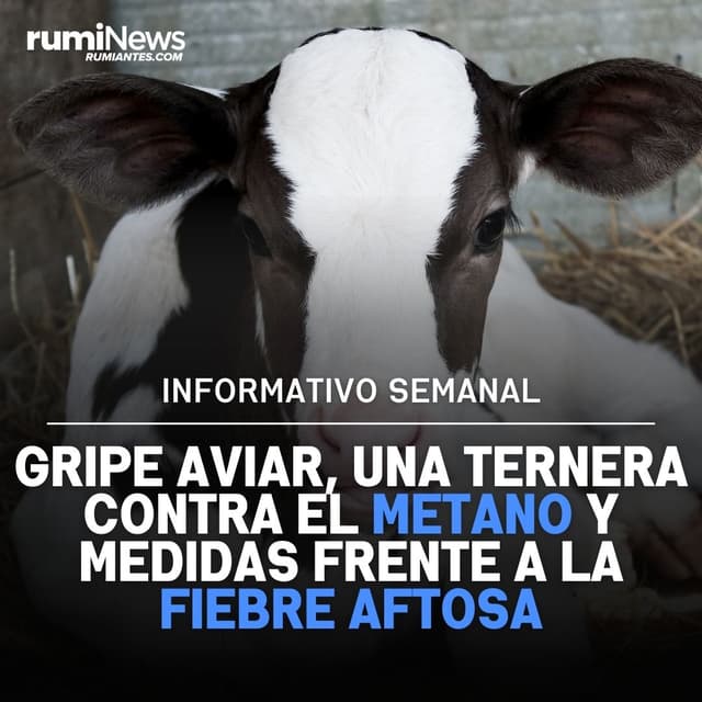 Influenza Aviar, una ternera contra las emisiones y la Fiebre Aftosa -Informativo semanal RumiNews