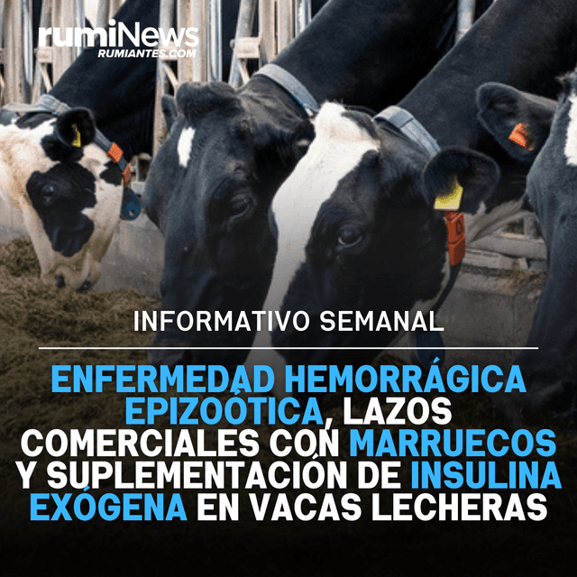 Suplementación de insulina exógena en vacas lecheras, España refuerza lazos comerciales con Marruecos para la exportación y Factores clave en la transmisión del virus de la enfermedad hemorrágica epizoótica| Informativo Ruminews España