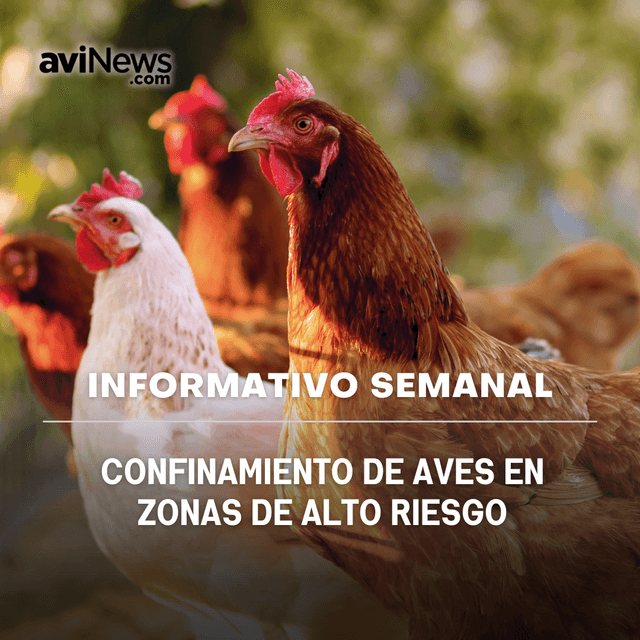 Confinamiento de AVES en zonas de ALTO RIESGO | Informativo aviNews España