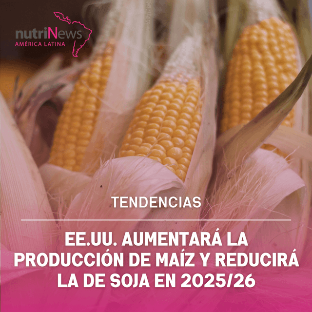 EE.UU. aumentará la PRODUCCIÓN de MAÍZ y reducirá la de soja en 2025/26 | Informativo nutriNews LATAM
