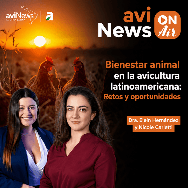 Bienestar animal en la avicultura latinoamericana | Retos, leyes y futuro sin jaulas