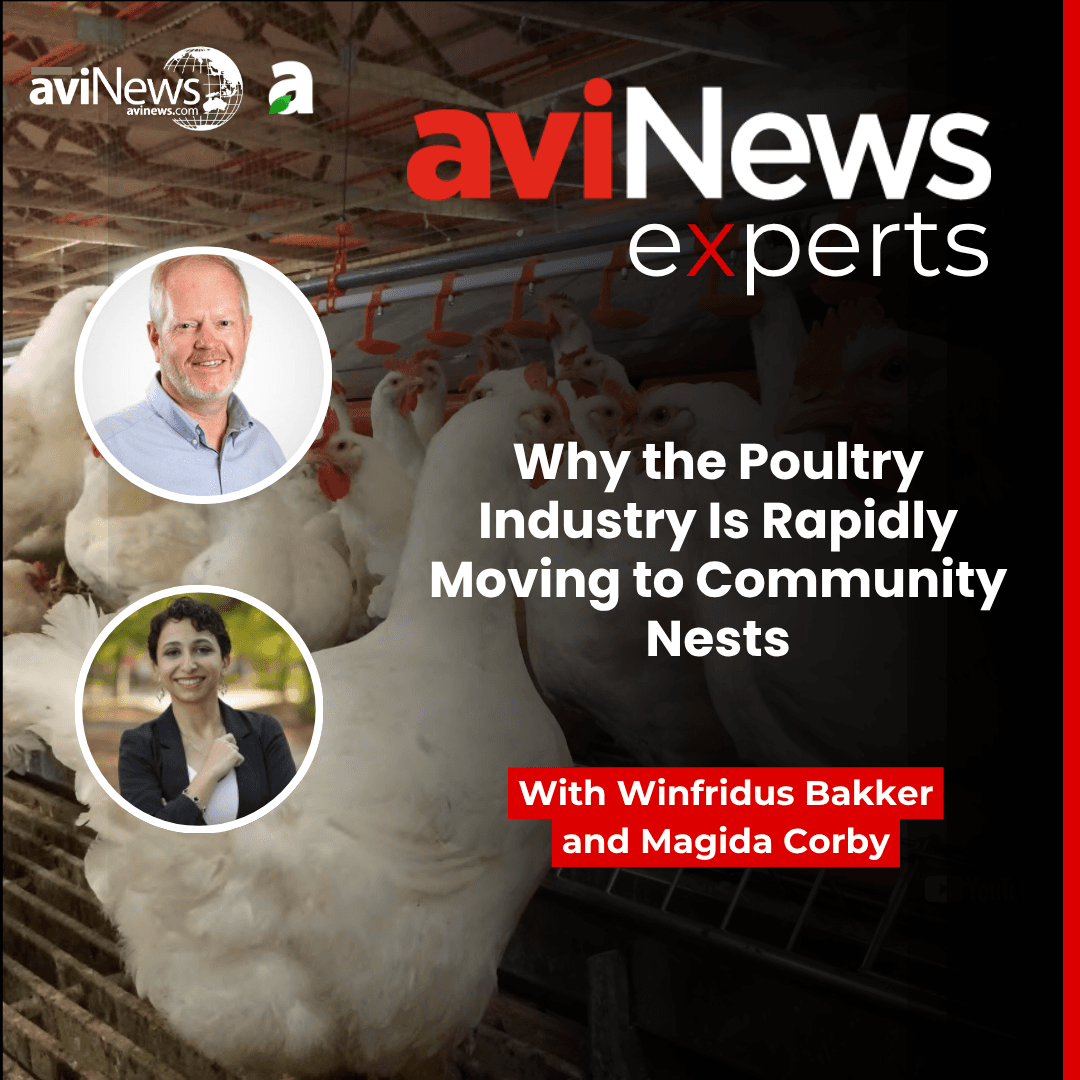 Why the Poultry Industry Is Rapidly Moving to Community Nests
