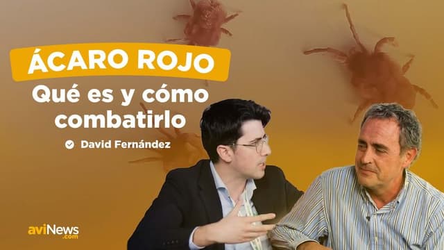 Ácaro rojo: el desafío invisible que afecta a bienestar, producción y rentabilidad