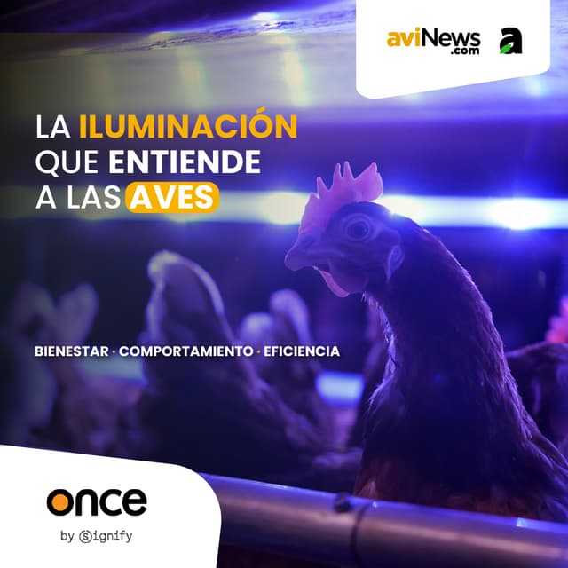 La iluminación que entiende a las aves: bienestar y manejo con ONCE by Signify