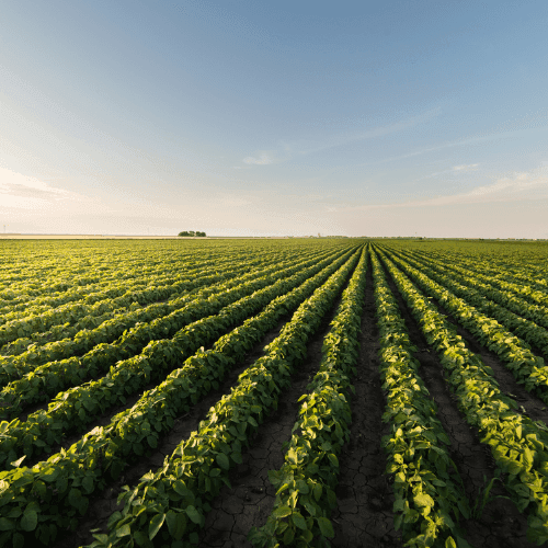 Visión actual del uso de la soya en dietas para cerdos