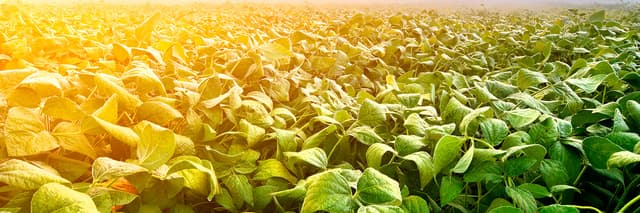 Hablamos de Soja sostenible y fuentes de proteína vegetal alternativas