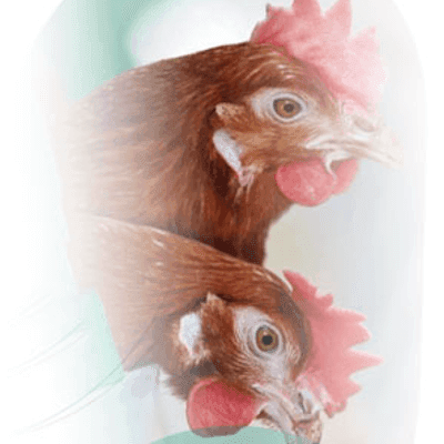 Dirección del bienestar animal en avicultura