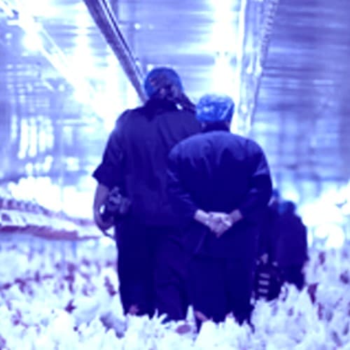 Bioseguridad: Desarrollar una cultura es vital en avicultura