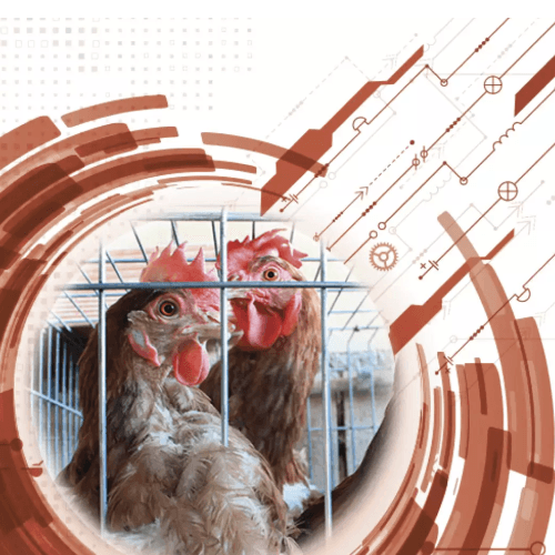 Gallinas ponedoras de ciclos largos -Metabolismo del calcio y el fósforo