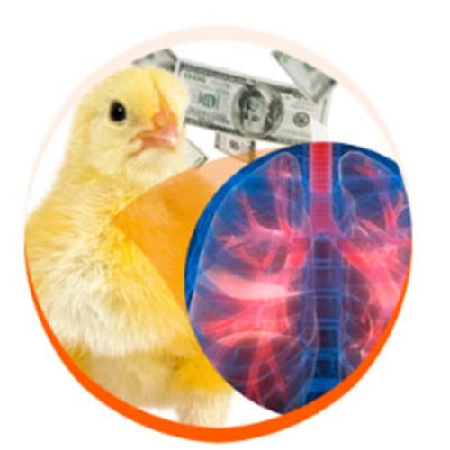 Costo enfermedades respiratorias: Control epidemiológico pollos de engorde