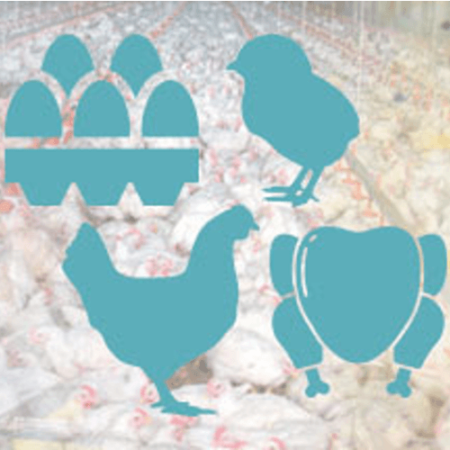 Evaluación cualitativa de riesgos en una cadena productiva de pollo