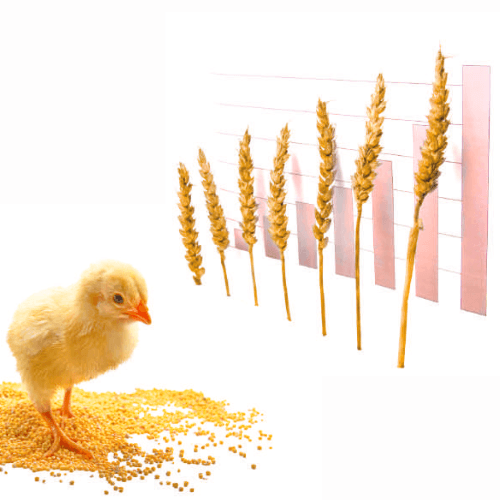 Valina e Isoleucina: Su importancia técnica y en coste de alimentación en broilers