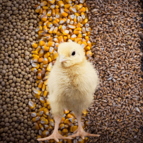 ¿Afecta la presentación física del alimento en la calidad de canal de los pollos de carne?