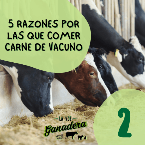 5 razones por las que comer carne de vacuno