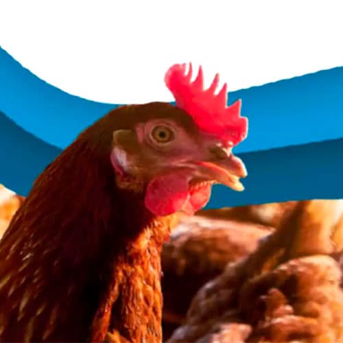 Inmunidad en gallinas ponedoras de más de 65 semanas de vida