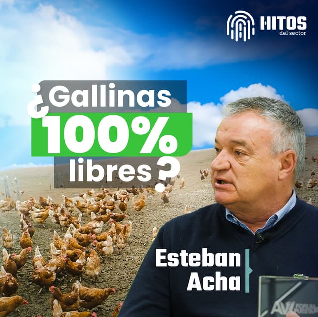 La PRODUCCIÓN de HUEVOS como NUNCA antes LA HABÍAS VISTO | Hitos Ep.4