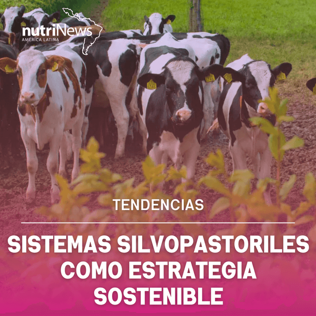 Sistemas SILVOPASTORILES en GANADERÍA | Informativo nutriNews LATAM