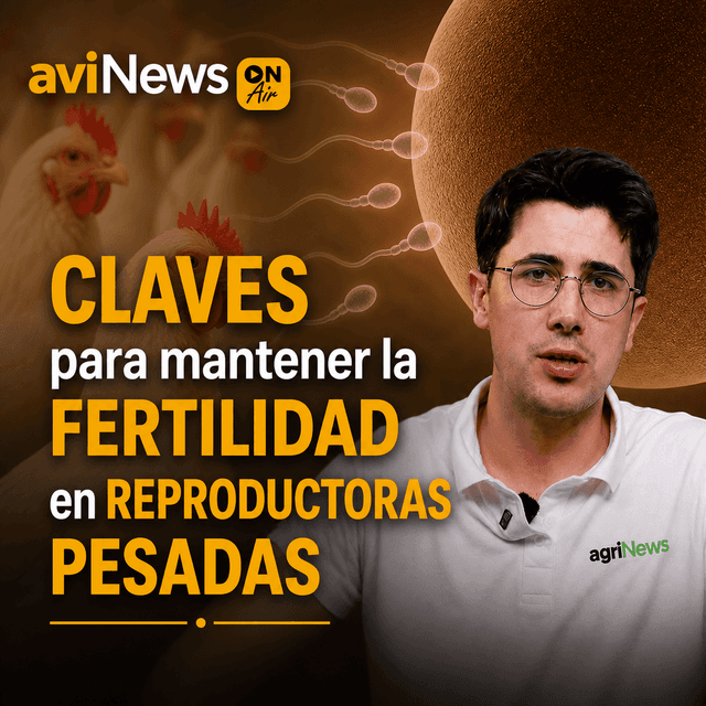 Cómo mantener la fertilidad en reproductoras pesadas hasta el final del ciclo con Juan José Garay